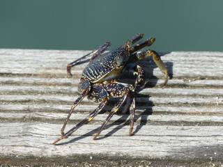 Krabbe