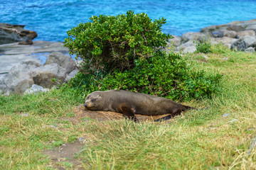 fur seals at the coast of cape palliser, new zealand 1