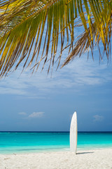 palm leaves and view to surf board on the beach in Zanzibar in Tanzania