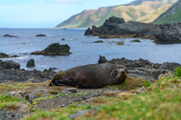 fur seals at the coast of cape palliser, new zealand 6
