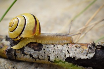 snail on branch