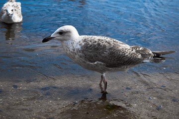 seagull on the beach