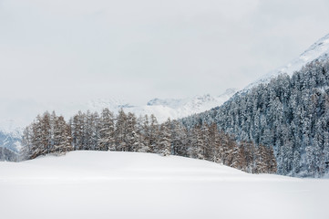 St. Moritz, Champfèr, Champfèrsee, Eis, Langlauf, Langlaufloipe, Alpen, Oberengadin, Graubünden, Winter, Wintersport, Schweiz