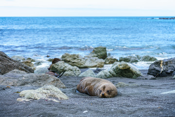 fur seals at the coast of cape palliser, new zealand 17