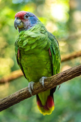 Chauá Parrot closeup
