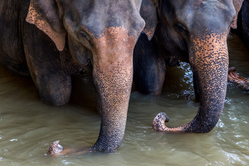 Fototapeta Słoń to wspaniały, ogromny ale wrażliwy zwierz obraz