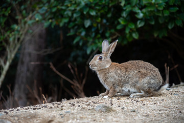 Close-up gray rabbit in sunny day on Okunoshima Island, as known as the 