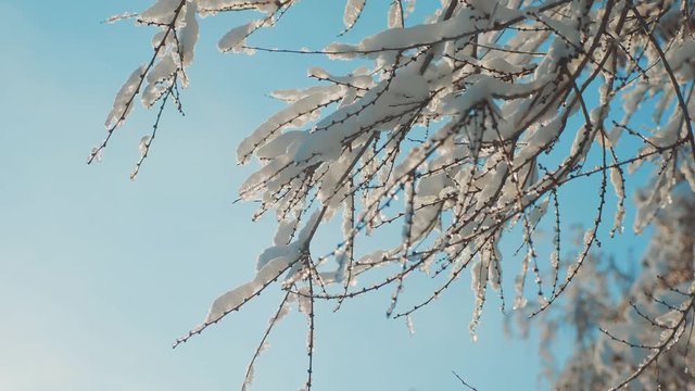 dry frozen elm in the ice branches tree winter day snow In the snow sunlight sun glare beautiful landscape. Dry tree elm branch on a white background nature against the blue sky. slow motion video