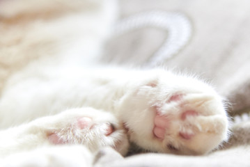Photo of cute pink cat's paws, selective focus