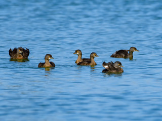 Least Grebes Swimming on the Pond