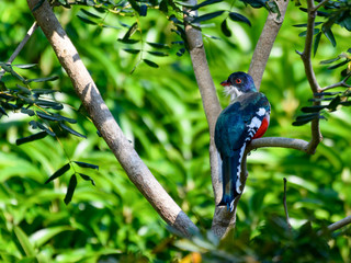 Cuban Trogon Portrait