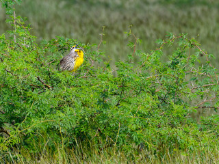 Eastern Meadowlark Calling