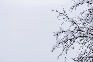 The tree has covered with heavy snow in winter season at Lapland, Finland.