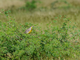 Eastern Meadowlark  Perched on Green Shrub