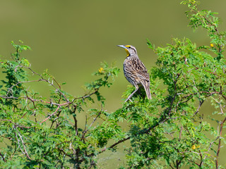 Eastern Meadowlark  Perched on Green Shrub
