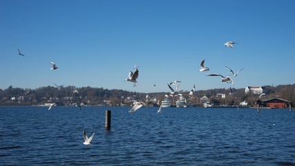 Möwen am Starnberger See im Winter