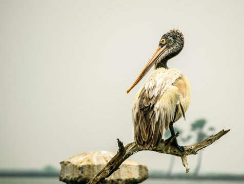 Spot billed pelican @kolleru lake.