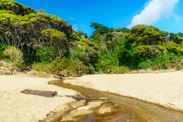 tropical beach in abel tasman national park, new zealand 1