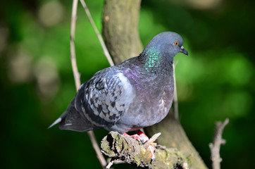 Common pigeon or rock pigeon - Columba livia. Rock pigeone sits on the branch of a tree.