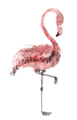 Illustration of pink flamingo