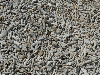 Korallenstücke am Strand