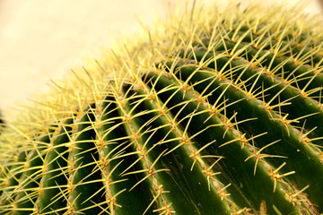 Cactus texture background, close up  - obrazy, fototapety, plakaty