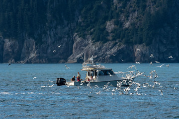 Salmon fishing along the Alaska coast   Kenai Fjords NP   Alaska © Tom