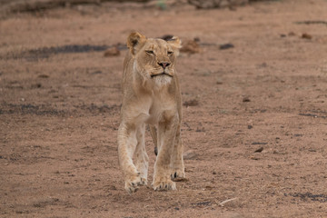 Lion in the Kruger national Park, South Africa