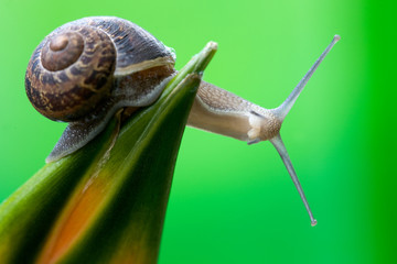 Snail sitting on Heliconia tropical flower. Hawaii, Maui, USA