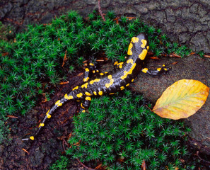 Lizard (gecko) on the moss in nature. Ukraine, Carpathian mountains