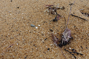 Close up of purple corals with yellow sand in background