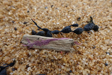 Close up of wood and sear plants with golden sand in background