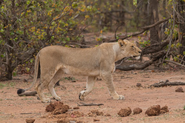 Obraz na płótnie Canvas Lion in the Kruger national Park, South Africa