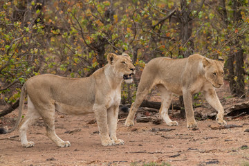Naklejka na ściany i meble Lion in the Kruger national Park, South Africa