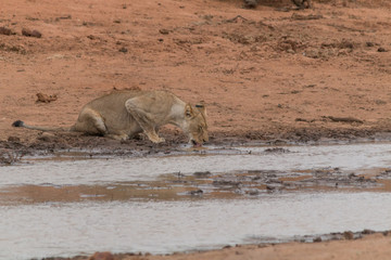 Lion in the Kruger national Park, South Africa