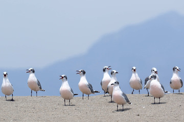 Franklin's gull (Leucophaeus pipixcan), a group of migrants found in villa swamps in Lima, Peru