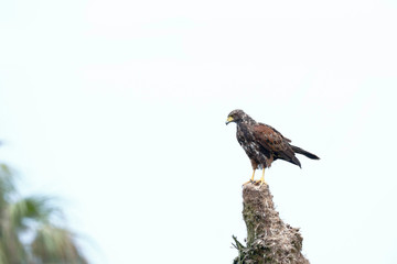 Harris's hawk (Parabuteo unicinctus), individual perched on a palm tree trunk