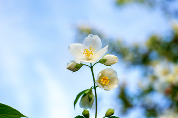 bush of jasmine blooms white flowers