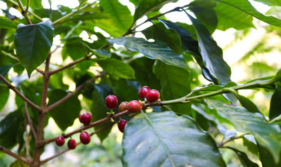 coffee plantation