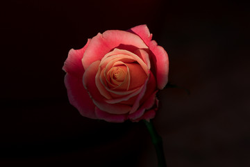 Fototapeta premium rose