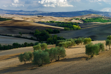 Fototapeta na wymiar Olive trees in Tuscany, Italy, harvest time, autumnal