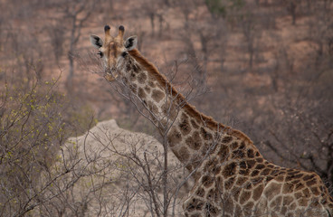 Giraffe in the Kruger National Park, South Africa