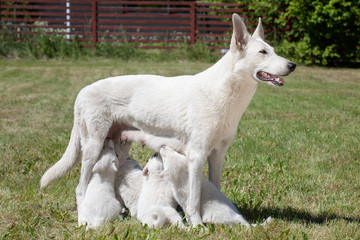 Obraz na płótnie Canvas the white Swiss sheep-dog mother feeds puppies