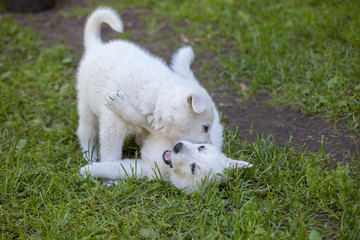 puppies of a white Swiss sheep-dog play in the garden