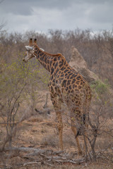 Giraffe in the Kruger National Park, South Africa