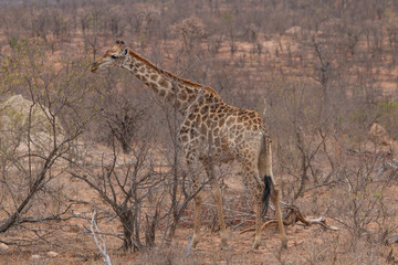 Giraffe in the Kruger National Park, South Africa