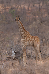 Naklejka na ściany i meble Giraffe in the Kruger National Park, South Africa