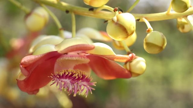 Sal tree and Sala flower focus on Sal flowers And blurred