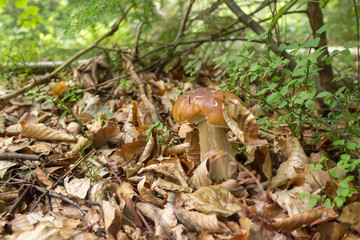 mushrooms in the forest