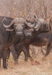 African Buffalo in the savanna, South Africa